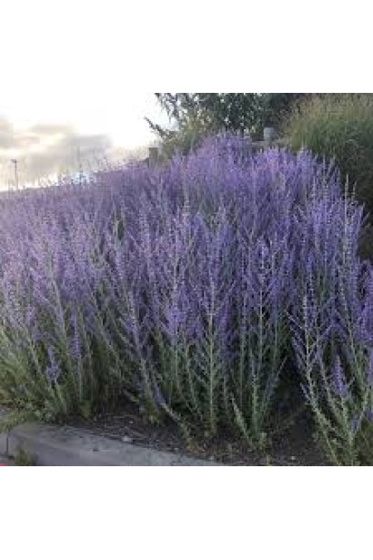 Сорт "Блю Спайр" вирізняється пишними суцвіттями та стійкістю до спеки